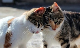 Site para adoção virtual de gatinhos é lançado no Amazonas 