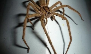 Vizinho chama polícia após ouvir ameaças de morte contra aranha