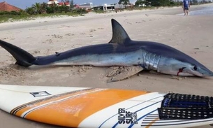 Tubarão-azul de 2 metros encalha e morre na praia no Paraná 