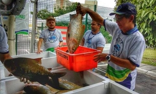 Peixe no Prato tem nova edição no dia 29 em Manaus