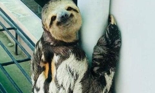 Preguiça e tamanduá são resgatados durante Carnaval em Manaus 