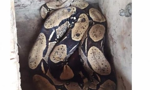 Em Manaus, família leva susto ao encontrar cobra de dois metros dentro de casa