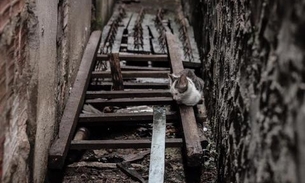 Vítimas de incêndios, animais recebem atendimento veterinário em Manaus 