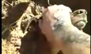 Vídeo mostra cachorro sendo resgatado vivo após ser enterrado em cova 