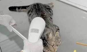 Veterinários realizam mega mutirão de castração de cães e gatos no Amazonas