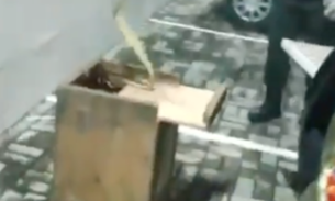 Cobra jararaca é capturada em estacionamento de sorveteria em Manaus 