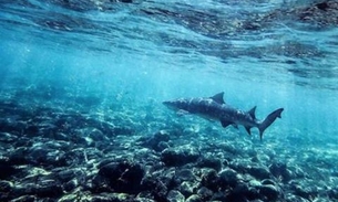 Turista é mordida por tubarão em Fernando de Noronha