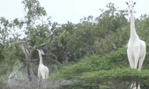 Duas girafas brancas são mortas por caçadores; extremamente raras 