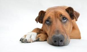 Companhia de saúde animal esclarece que cães e gatos não transmitem coronavírus