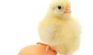 Quarentena: Pinto Awards elege pênis mais bonito do Twitter e causa alvoroço na web