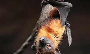 Morcegos estão sendo assassinados por temor ao novo coronavírus