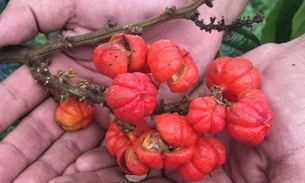 Com certificação guaraná do Amazonas vai para EUA e Europa