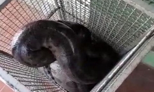 Sucuri de 4 metros é resgatada pela PM após engolir cachorro 