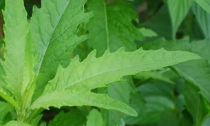 Mastruz pode aliviar sintomas de doenças respiratórias; saiba mais