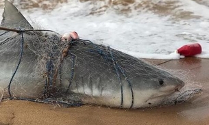 Tubarão-tigre de meia tonelada fica preso em rede de pescador