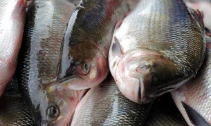 Amazonas deve ganhar 70 toneladas de peixe para doação durante Semana Santa