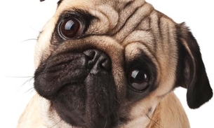 Pug albino faz sucesso na internet; Conheça Milkshake