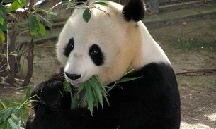 Quarentena: Casal de pandas gigantes acasalam após 10 anos de espera