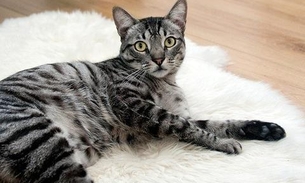 Tudo que você precisa saber sobre os felinos e o Covid-19