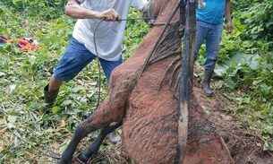 Bombeiros resgatam cavalo que caiu dentro de poço no Amazonas