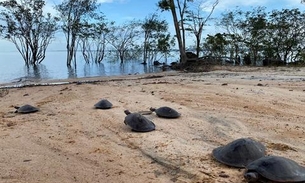 Dupla é presa com drogas e quelônios dentro de embarcação no Amazonas 