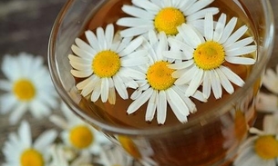 Chá de camomila alivia cólicas e trata ansiedade; conheça mais benefícios 