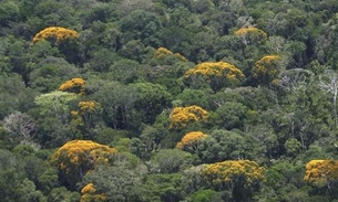 No Amazonas, Sema apresenta avanços da Lei de Serviços Ambientais