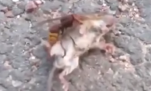 Vídeo de vespa assassina matando rato viraliza e assusta pela rapidez 