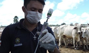 Vacinação contra febre aftosa tem novo prazo em 41 municípios do Amazonas 