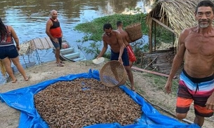 Tapauá terá usina de castanha-do-brasil para produção de 80 toneladas por ano