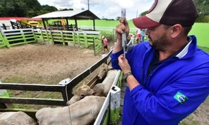 Prazo para vacinar rebanho contra aftosa está acabando no Amazonas