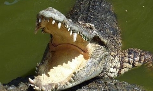 Crocodilos gigantes travam luta épica por território; veja vídeo