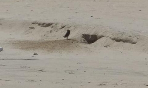 Corujas fazem ninho na praia da Ponta Negra em Manaus