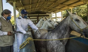 Pesquisadores testam soro de plasma de cavalo para combater coronavírus