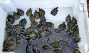 Monitores ambientais realizam soltura de quase 400 quelônios no Amazonas