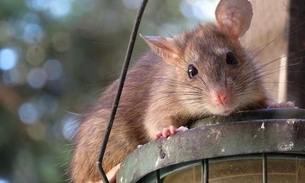 Ratos de NY praticam canibalismo devido à escassez de lixo causada pela pandemia