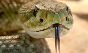 Homem é acusado de matar esposa com cobra enquanto ela dormia