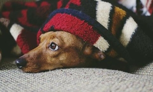 Cães que dormem com os donos são obedientes, aponta estudo