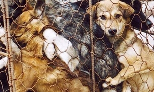 China retira cachorro de lista de animais criados para consumo, e protetores comemoram