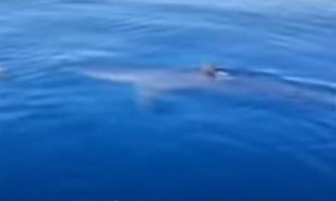 Vídeo impressionante mostra tubarão devorando tartaruga marinha 