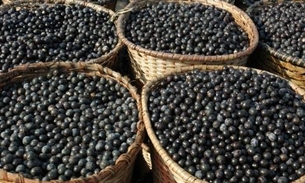 Açaí é o ingrediente principal da prova desta quinta no Mestre do Sabor