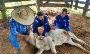 Veterinários devem realizar cadastro para vacinação contra brucelose no Amazonas