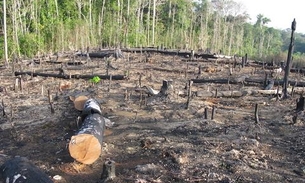 Esquema criminoso de exploração de madeira mantém bloqueio dos bens de madeireira