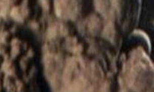 'Dragões-bebês' raros serão exibidos para o público 