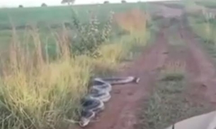 Vídeo: Cobra gigante ‘ataca’ carro em ramal e assusta motorista
