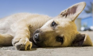 Busca por adoção de animal dispara no Google, mas ONGs sentem efeitos da pandemia