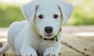 Mesmo com surto da Covid-19, chineses realizam festival de venda de carne de cachorro