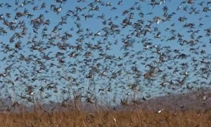 Vídeo: Nuvem de gafanhotos assusta na Argentina e liga alerta no Brasil 