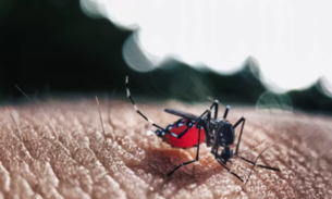 Nova linhagem do vírus da zika já circula no Brasil e alerta para nova epidemia