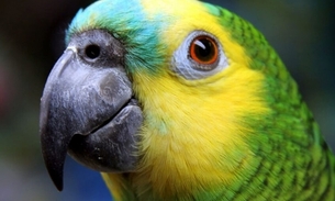 Foto: Reprodução / Internet 